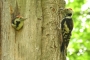 Mittelslpecht am Nest