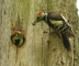 Mittelspecht am Nest mit Futter