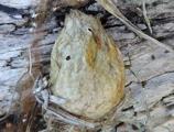 Schlupfloch im Kokon der Wespenspinne im Mai nach erfolgreicher &Uuml;berwinterung