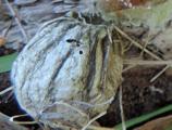 Schlupfloch im Kokon der Wespenspinne im Mai nach erfolgreicher &Uuml;berwinterung