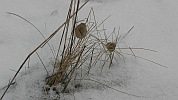 Kokon der Wespenspinne im Schnee