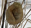 Wespenspinne Kokon mit Parasiten