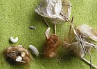 Kokon der Wespenspinne mit Parasiten