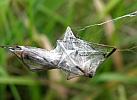 Wiesenschnake im Netz einer Wespenspinne