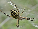 /Wespenspinne/B/P8104062-Wespenspinne.jpg