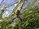 /Wespenspinne/B/P8104062-Wespenspinne.jpg
