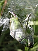 Heuschrecke